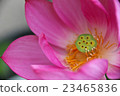 Lotus, lantern lantern (bean paste) 23465836