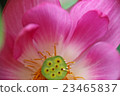 Lotus, lantern lantern (bean paste) 23465837