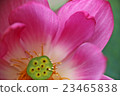 Lotus, lantern lantern (bean paste) 23465838