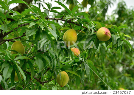 Tianjin peach Tianjin peach 23467087
