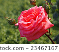 rose	 23467167