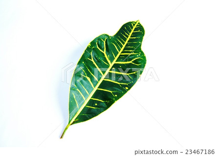 Leaf background material · broad leaf croton 1 leaf slightly vertical · white back lateral position Leaf background material · broad leaf croton 1 leaf slightly vertical · white back lateral position 23467186
