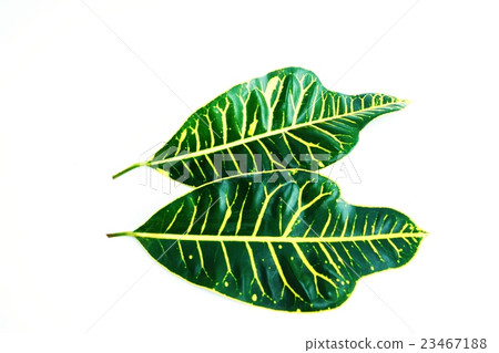 Leaf background material · broad leaf croton 2 leaves horizontal · white back lateral position Leaf background material · broad leaf croton 2 leaves horizontal · white back lateral position 23467188