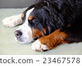 Mountain Dog break 23467578
