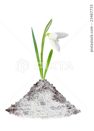 white snowdrop flower grouth in soil with frost white snowdrop flower grouth in soil with frost 23467735