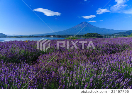 Fuji Lavender 23467796