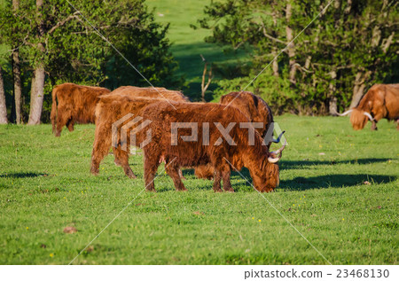 Scotland highland cows 23468130