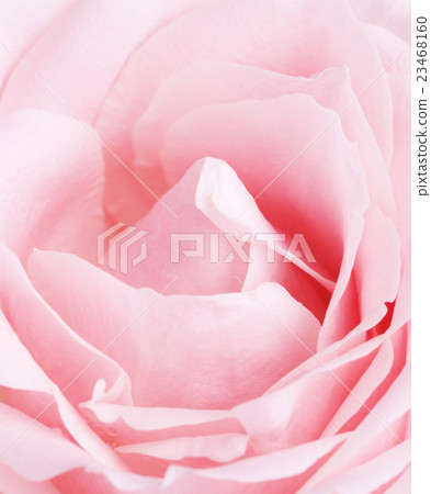 Pink Rose Flower 23468160
