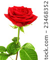 Red Rose Flower 23468352