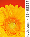Yellow Gerbera Flower 23468357