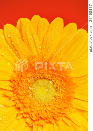 Yellow Gerbera Flower 23468357