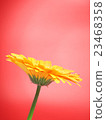 Yellow Gerbera Flower 23468358