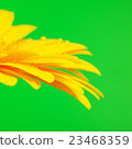 Yellow Gerbera Flower 23468359