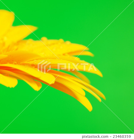 Yellow Gerbera Flower 23468359