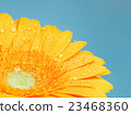 Yellow Gerbera Flower 23468360