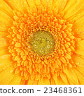 Yellow Gerbera Flower 23468361