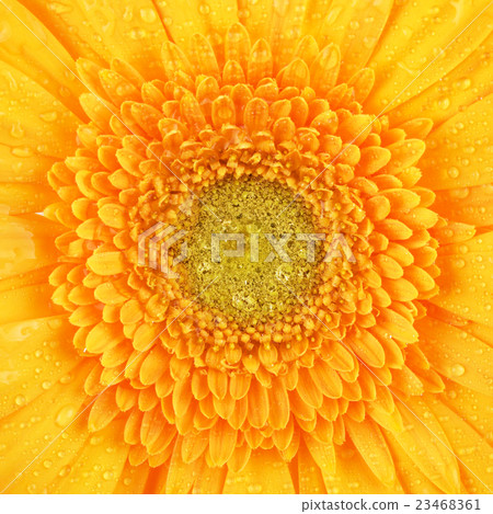 Yellow Gerbera Flower 23468361