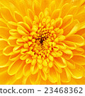 Yellow Chrysanthemum Flower Petals 23468362