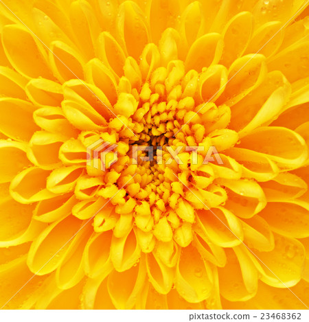 Yellow Chrysanthemum Flower Petals 23468362