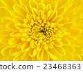 Yellow Chrysanthemum Flower Petals 23468363