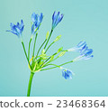 Brodiaea Blue Flower 23468364
