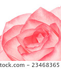 Pink Rose Flower 23468365