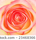 Pink Rose Flower 23468366