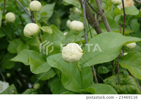 Jasmine flower 23469116