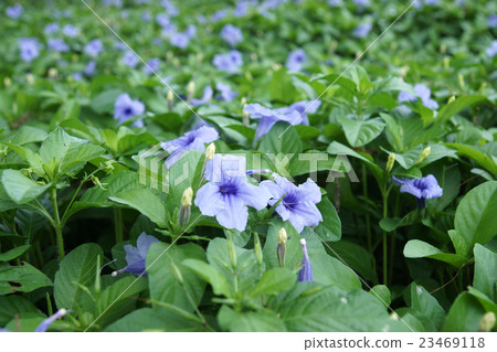 Purple flowers bloom in the morning. 23469118