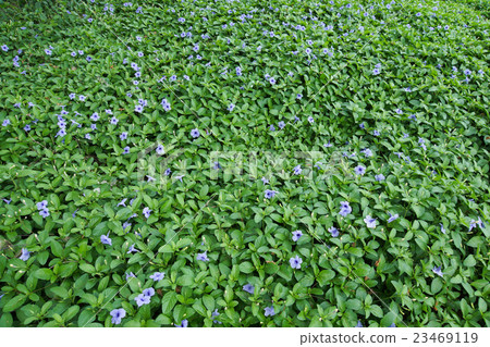Purple flowers bloom in the morning. 23469119