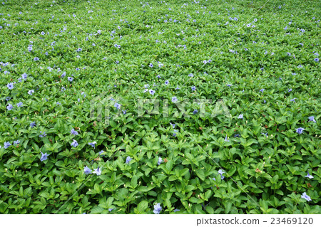 Purple flowers bloom in the morning. 23469120