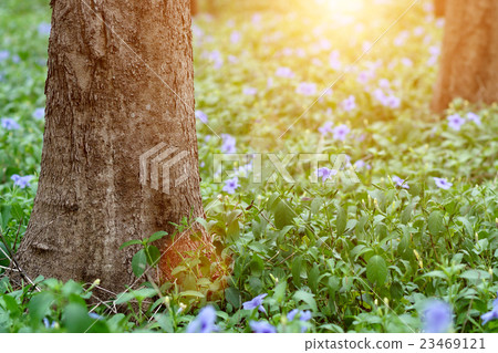 Purple flowers bloom in the morning. 23469121