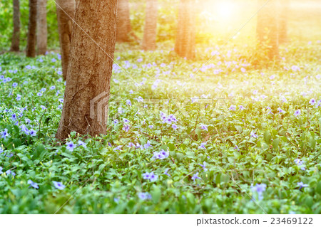 Purple flowers bloom in the morning. 23469122