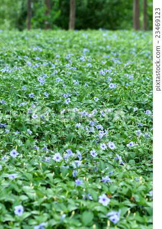 Purple flowers bloom in the morning. 23469123