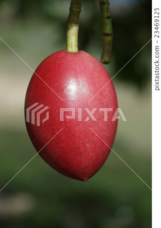 Cerbera oddloam fruit on tree 23469125