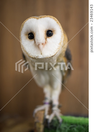 倉owl 倉owl 23469143