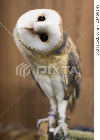 倉owl 23469145