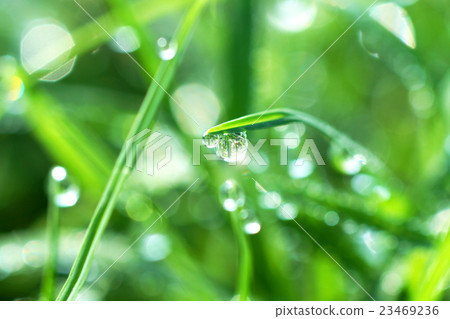 Fresh morning dew on spring grass Fresh morning dew on spring grass 23469236