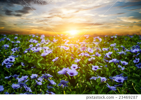 Purple flowers bloom in the morning. 23469287