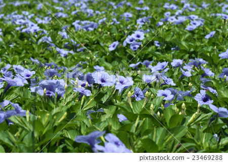 Purple flowers bloom in the morning. 23469288