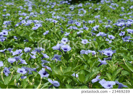 Purple flowers bloom in the morning. 23469289