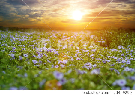 Purple flowers bloom in the morning. 23469290