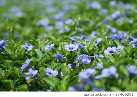 Purple flowers bloom in the morning. 23469291