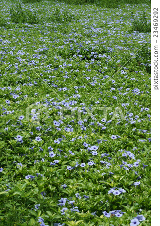 Purple flowers bloom in the morning. 23469292
