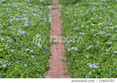 Purple flowers bloom in the morning. 23469294