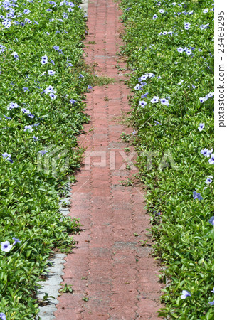 Purple flowers bloom in the morning. 23469295