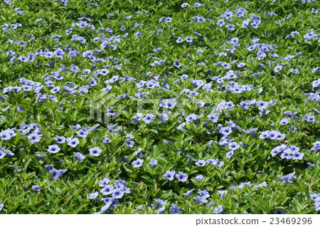 Purple flowers bloom in the morning. 23469296