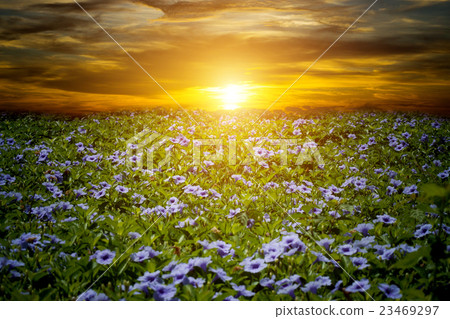 Purple flowers bloom in the morning. 23469297