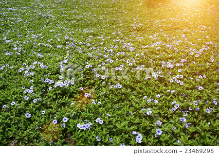 Purple flowers bloom in the morning. 23469298