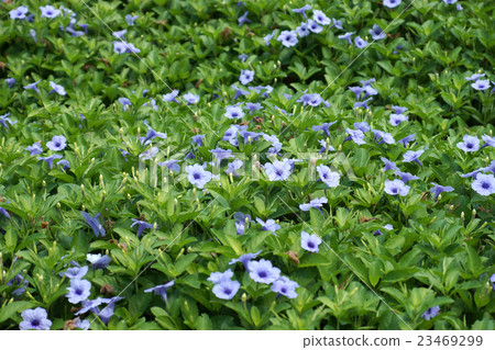 Purple flowers bloom in the morning. 23469299